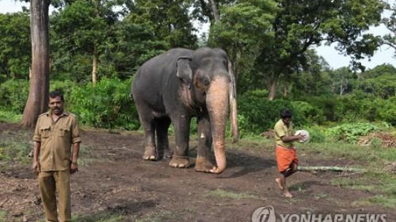 인도서 21명 죽인 코끼리 갱생 성공…조련사 “아무도 더는 해치지 않아”