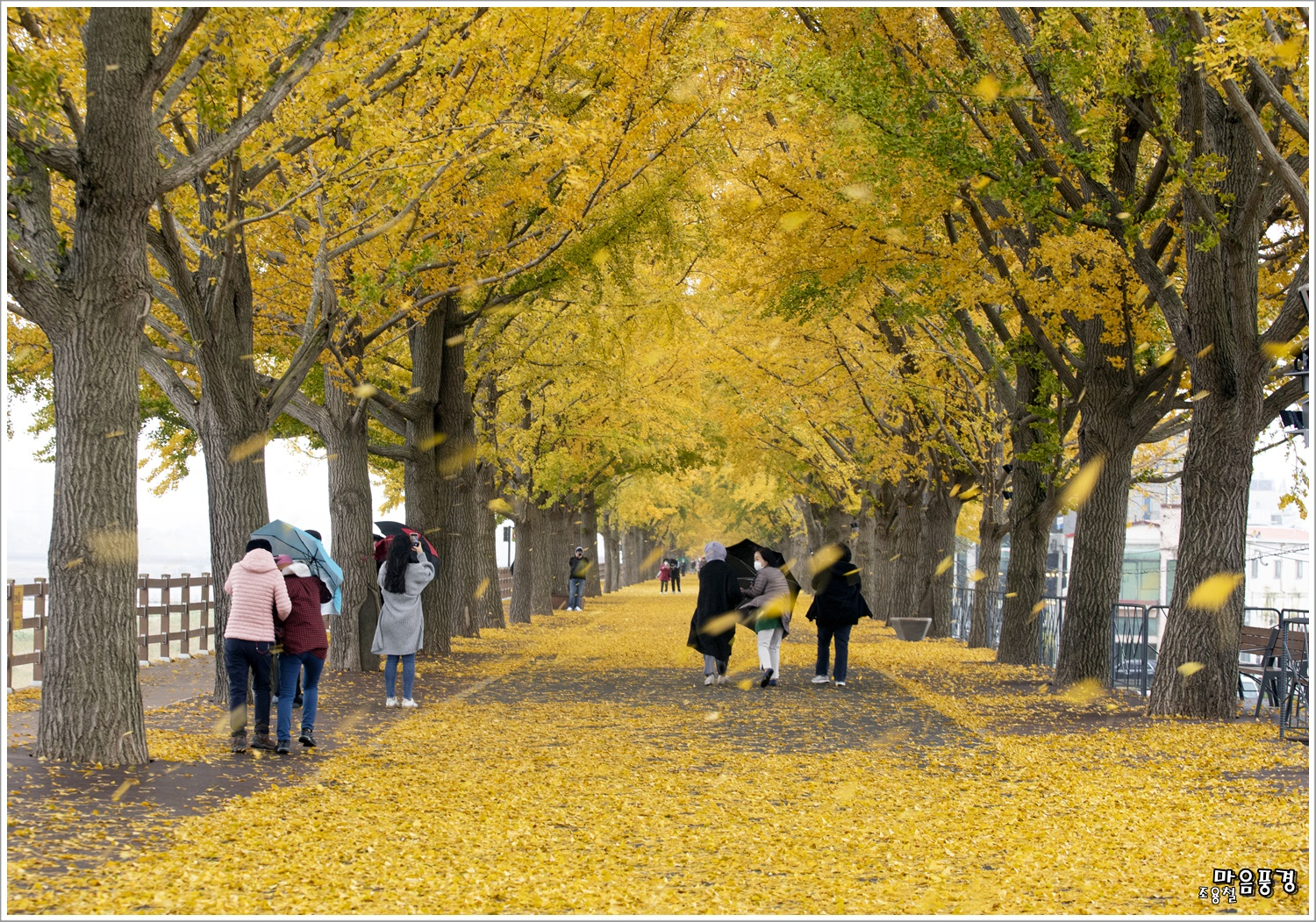 바람에 몸을 맡긴 낙엽···이 가을 서둘러 가는 '노란잎 천국' [조용철의 마음 풍경]