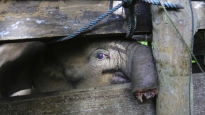 밀렵꾼 설치한 덫에…멸종 위기종 새끼 코끼리, 코 절반 잃어