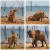 포트폴리오부문은 비키 조런의 '진흙 목욕의 즐거움'이 뽑혔다. 짐바브웨 카리바호 인근에서 코끼리 한 마리가 신나게 진흙탕을 뒹굴며 '진흙 목욕'을 즐기는 모습이다. [©Vicki Jauron/Comedywildlifephoto.com]