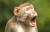2021년 웃긴 야생동물 사진상 종합우승작에 켄 옌센의 '아우치!'(OUCH!·비명소리)가 선정됐다. [©Ken Jensen/Comedywildlifephoto.com]
