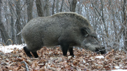충북 단양 이어 제천서 돼지열병 의심…멧돼지 폐사체 발견