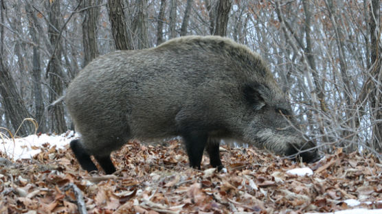 충북 단양 이어 제천서 돼지열병 의심…멧돼지 폐사체 발견