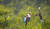 영상부문 수상작은 '봉쇄령 뒤 절친과의 포옹'이다. 인도 뉴델리에서 나뭇가지에 앉아있던 흰가슴물총새가 날아오던 다른 새와 충돌하는데, 마치 포옹하는 모습처럼 보인다.[©Rahul Lakhmani/Comedywildlifephoto.com]