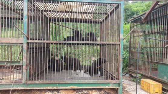 곰 탈출한 용인 사육농장서 또 5마리 탈출…3마리 생포