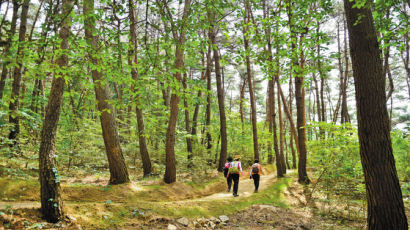 [문화관광 제일도시 원주] 흙길·숲길·물길·마을안길···걷기만 해도 힐링이 절로~