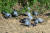 경기 연천군 임진강 주변에서 무리 지어 먹이를 먹고 있는 양비둘기. 사진 국립생태원