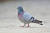 멸종위기종인 양비둘기의 모습. 흔히 볼 수 있는 외래종 집비둘기와 외견상 거의 비슷하지만 꼬리 띠 색깔로 구분할 수 있다고 한다. 사진 국립생태원