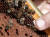 지난달 스페인의 한 양봉업자가 벌집에 있는 벌을 손가락으로 가리키고 있다. EPA=연합뉴스
