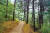  치악산 둘레길 11개 코스 140km 전 구간이 지난 5월 개통된 후 아름다운 숲길을 찾아 나서는 여행객의 호응을 받고 있다. 주말이면 3000여 명이 찾는다. 11코스 한가터길을 시민들이 걷고 있다. [사진 원주시]