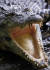 싱가포르의 숭아이 불로 습지 보호구역에서 발견된 악어의 모습. 사진은 기사 내용과 관련 없음. [AFP=연합뉴스]