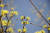 산수유 꽃은 거의 한 달가량 가지 끝에 매달려 있고 그 꽃말도 지속(持續)이다. 변화하면서 오랫동안 성장한다는 의미다. [사진 pixabay]