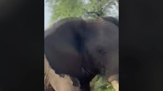 뭘 봐…짝짓기 방해받은 코끼리, 사파리車 30초만에 박살 [영상]