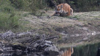 네팔, 호랑이 개체 수 재파악 작업 돌입…내년 세계호랑이날에 결과발표