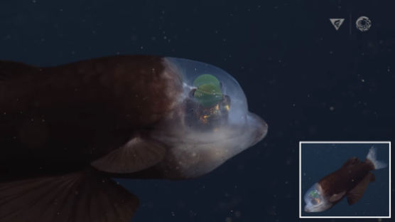 투명 머리, 초록 눈…"외계인 아니다" 해저 600m 속 물고기 정체