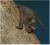 2021년 국내 유입주의 생물로 지정된 쿠바벨벳자유꼬리박쥐. 사진 환경부 제공