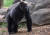 지난해 9월 미국의 샌디에이고 동물원, 애틀랜타 동물원에서 각각 고릴라 수십 마리가 코로나에 집단 감염됐다. [AP=연합뉴스]