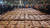 14일 오전 부산 서구 부산공동어시장에서 지난밤 제주 해역에서 조업 된 참돔 2만5000 마리가 경매에 부쳐져 판매되고 있다. 연합뉴스, 부산공동어시장 제공