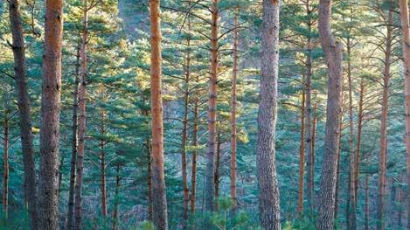 [비즈스토리] 고사 위기의 금강소나무 숲···보전 위해 예방적 관리 시급