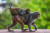 지난 5월 인도 뉴델리에서 두 마리의 새끼원숭이를 안고 가는 한 원숭이의 모습. AFP=연합뉴스