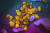 미국국립보건원(NIH)이 코로나19 바이러스(노란색) 세포를 배양한 모습. AP=연합뉴스