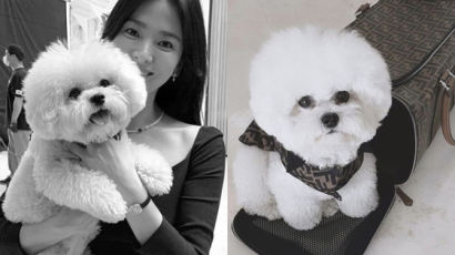 개밥그릇이 153만원…송혜교 강아지도 걸쳤다는 명품템