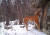 무인 센서 카메라에 포착된 시베리아 호랑이 '꼬리'의 모습이다. [사진 김영사]