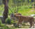 시베리아호랑이는 한국의 야생에서는 절멸되었으며 국내 7개 동물원에서 55마리를 보호하고 있다. 경북 봉화에 백두산호랑이보전센터가 설립되어 번식기지로서의 역할이 기대된다. [사진 국립백두대간수목원]