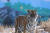 경북 봉화군 국립백두대간수목원 호랑이 숲에 사는 호랑이들의 일상. [사진 국립백두대간수목원]