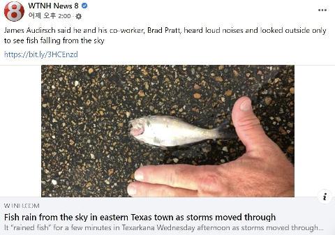 "하늘에서 물고기 비 내렸다" 美텍사스 천둥 친 뒤 쏟아졌다