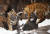 임인년(壬寅年) 새해를 앞두고 경기도 용인시 처인구 에버랜드 타이거밸리에서 한국 호랑이 5남매와 엄마 건곤이가 뛰어놀고 있다. 장진영 기자