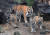 임인년 새해를 앞두고 경기도 용인시 처인구 에버랜드 타이거밸리에서 한국 호랑이 5남매와 엄마 건곤이가 뛰어놀고 있다. 장진영 기자