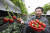 오성일 피코니코 대표가 경기도 여주시 복대리에 있는 스마트팜 딸기농장에서 설향 딸기를 따고 있다. 임현동 기자