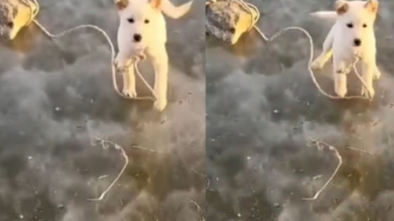 "천인공노 그자 찾는다" 돌 묶여 언강에 버려진 강아지 근황