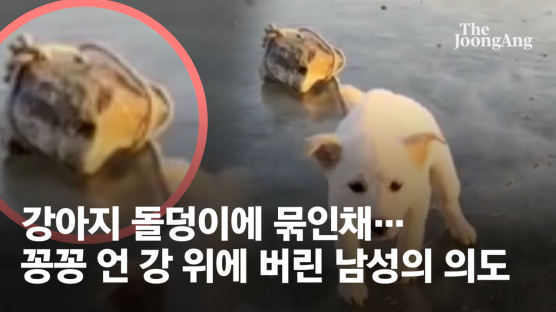 "천인공노 그자 찾는다" 돌 묶여 언강에 버려진 강아지 근황