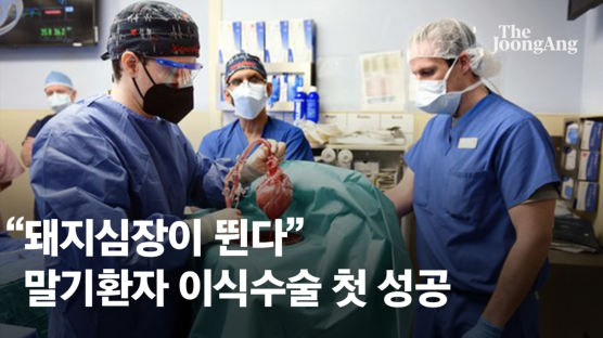 돼지 심장 사람 이식, 미국서 첫 수술...한국은 어디까지 왔나
