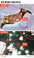 퉁가 해저화산 폭발 전과 후 그래픽=김주원 기자 zoom@joongang.co.kr