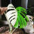 몬스테라 알보 보르시지아나 바리에가타, 일명 '알보몬'은 잎에 섞인 흰색 빛깔이 선명하거나 무늬가 독특할수록 비싸다. [사진 박선호 제공]