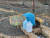 인천 계양구 귤현동 주민들이 음식쓰레기 가정 퇴비화를 통해 조성한 '분해정원'. 파란 통은 음식물을 모으는 용도. 사진 귤현동분해정원 