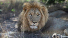 '동물의 왕' 사자도 예외 없다…남아공 동물원서 코로나 감염