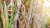 폴리코사놀-사탕수수 왁스알코올은 쿠바에 서 자란 사탕수수 잎 과 줄기 부분의 왁스에 서 8가지 고지방족 알 코올을 특정 비율로 추 출·정제해 만든 건강기 능식품 원료다. [사진 게티이미지뱅크]