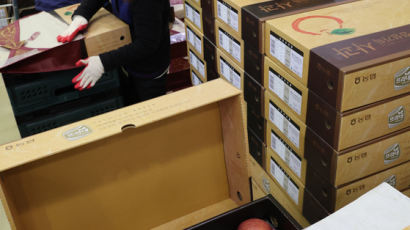 [사진] 사과 가격 26% 올라 … 설 선물 포장 바쁜 대형마트