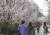 지난해 3월 벚꽃이 핀 서울 영등포구 여의도 윤중로에서 시민들이 산책을 즐기고 있다. 뉴스1