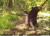 올해 6월 지리산 하동군 일대 설치된 무인 관찰카메라에 포착된 진흙 목욕 중인 반달가슴곰. 국립공원공단 제공