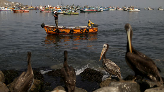 [이 시각] 기름 범벅된 페루 바다.. 정부와 정유회사는 책임 공방