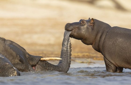 어린 하마가 죽은 코끼리의 코를 잘근잘근 씹고 있다. [사진 cengizadabag.org]