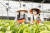 김혜경 씨가 26일 경남 사천 한 비닐하우스농장에서 이주여성과 함께 공심채를 수확하는 체험을 하고 있다.