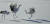 경기도 연천군 민통선 내 임진강 빙애여울의 두루미 한쌍이 구애의 ‘학춤’을 추는 모습. 이석우씨