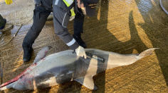 양양 앞바다 그물에 걸린 210cm 참돌고래, 13만원에 팔렸다