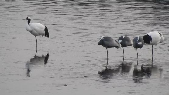 [영상]임진강 빙애여울의 상서로운 새, 두루미 보며 새해소망 빌어요